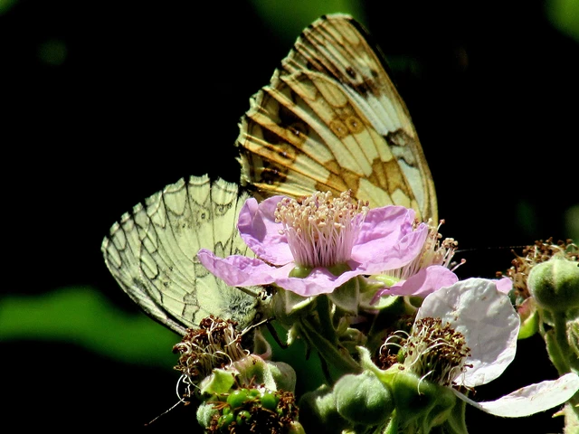 Melanargia galathea - sakktáblalepke