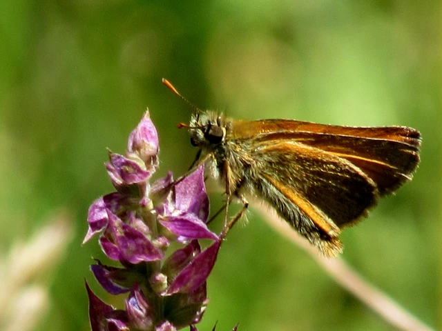 Thymelicus sylvestris - barna busalepke