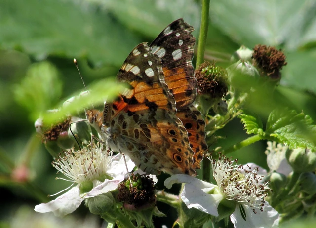 Vanessa cardui - bogáncslepke