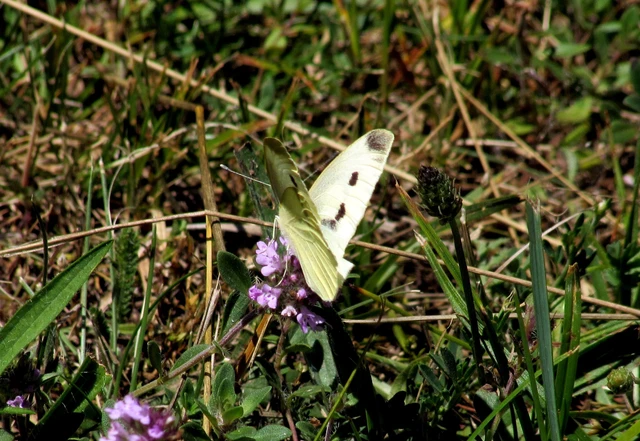 Pieris rapae - répalepke