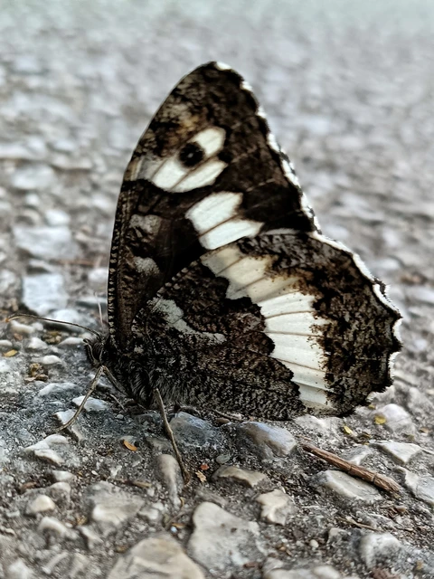 Brintesia circe - fehéröves szemeslepke