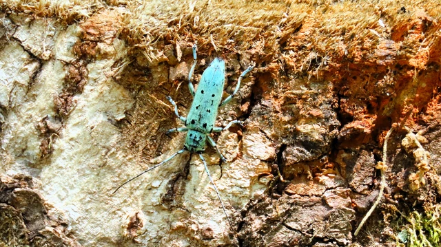Saperda octopunctata - nyolcpontos cincér