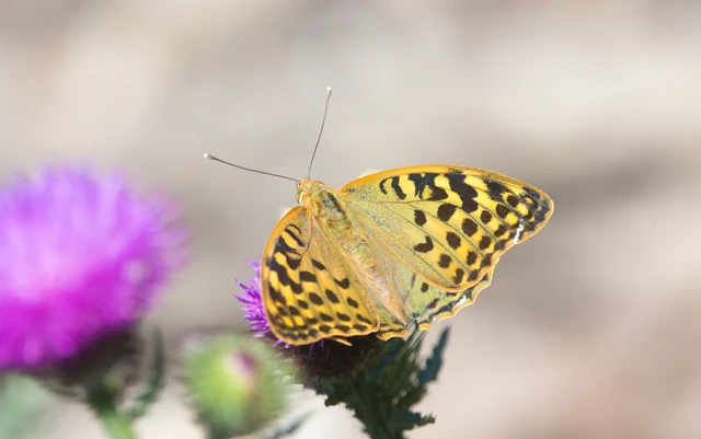 Argynnis pandora - zöldes gyöngyházlepke