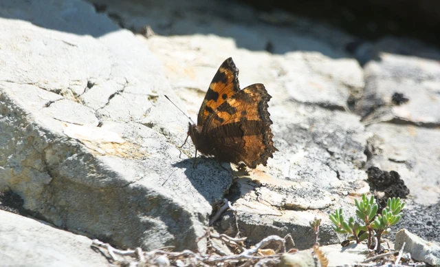 Nymphalis polychloros - nagy rókalepke