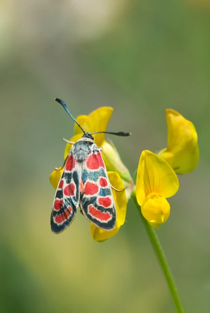 Zygaena carniolica - fehérgyűrűs csüngőlepke