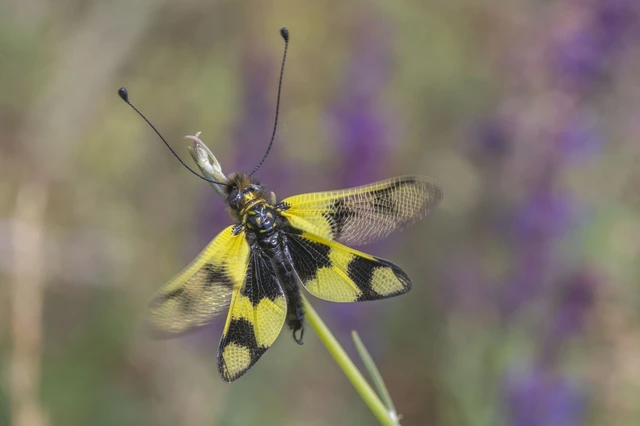 Libelloides macaronius - keleti rablópille
