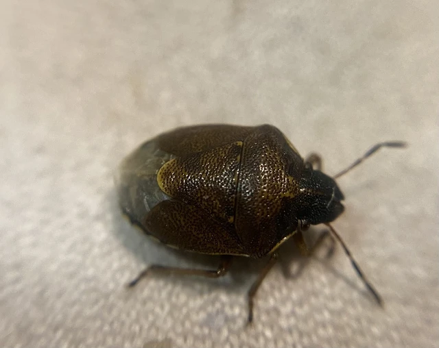 Rubiconia intermedia - bronzos címerespoloska