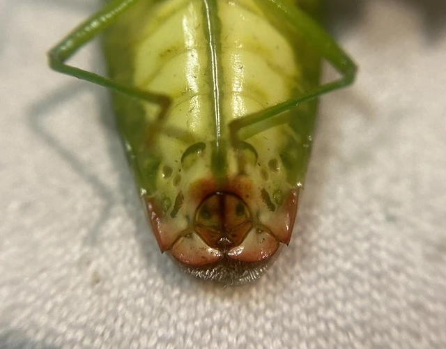 Acanthosoma haemorrhoidale - nagy dajkapoloska Acanthosoma haemorrhoidale - nagy dajkapoloska