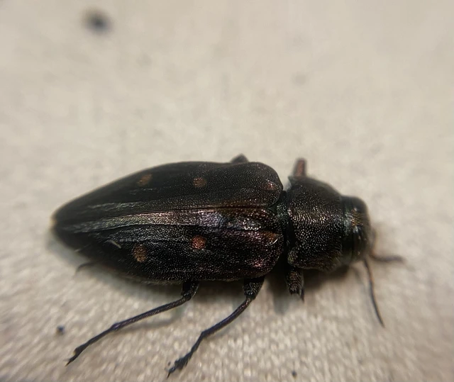 Chrysobothris affinis - aranypettyes díszbogár