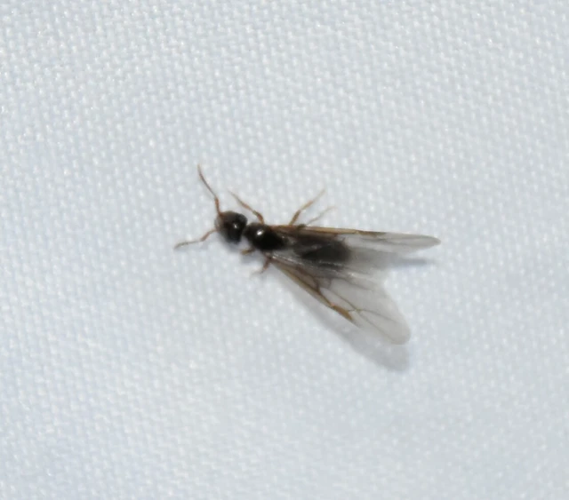 Lasius