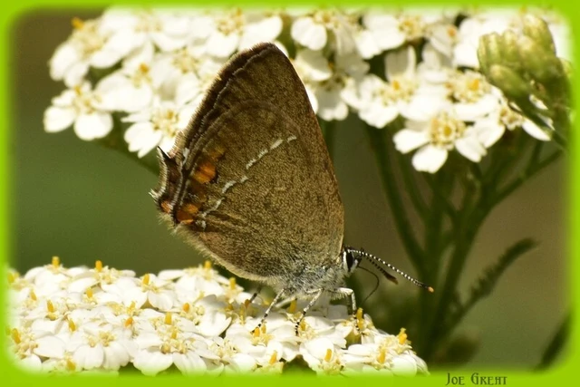 Satyrium acaciae - akác-csücsköslepke