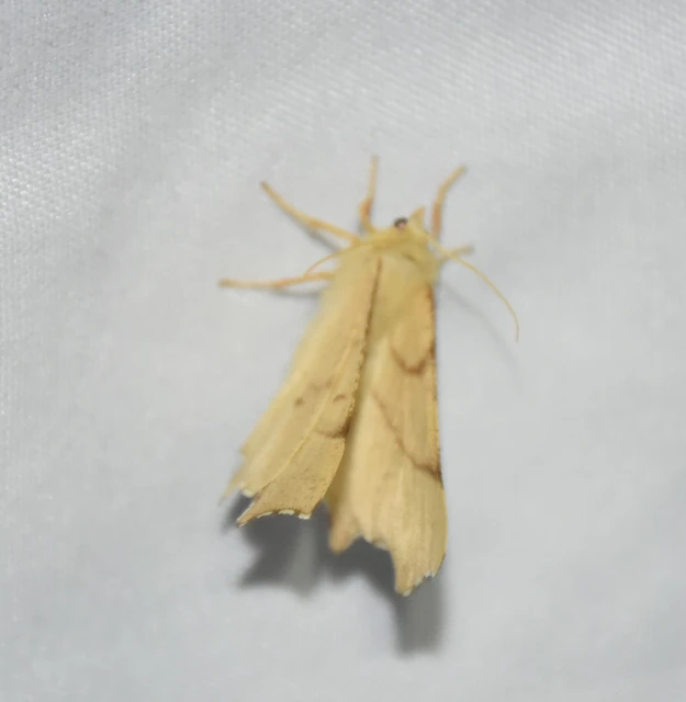 Ennomos erosaria - hársfa-levélaraszoló