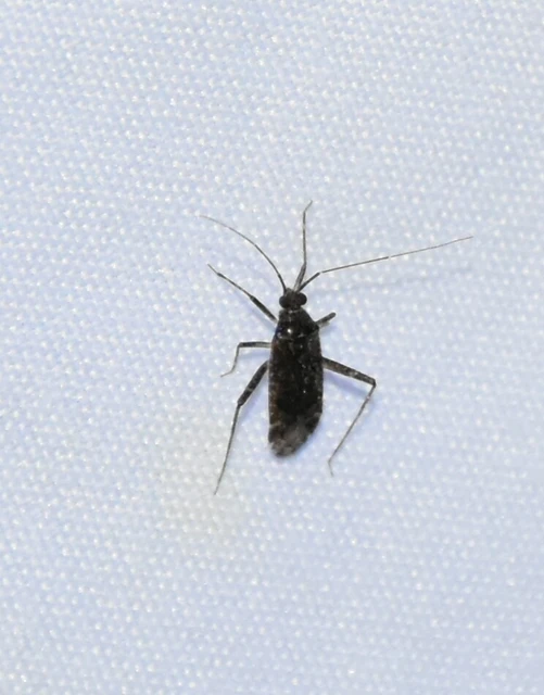 Miridae - mezeipoloskák