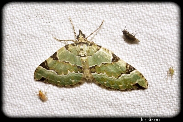 Colostygia pectinataria - zöld levélaraszoló