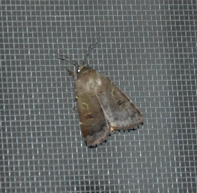 Noctua comes - kis sárgafűbagoly