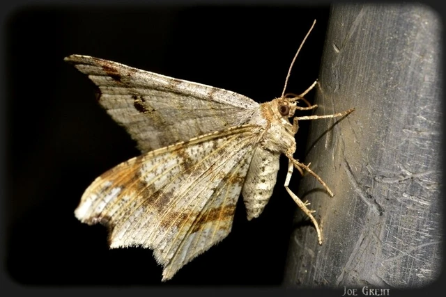 Macaria alternata - közönséges szürkearaszoló