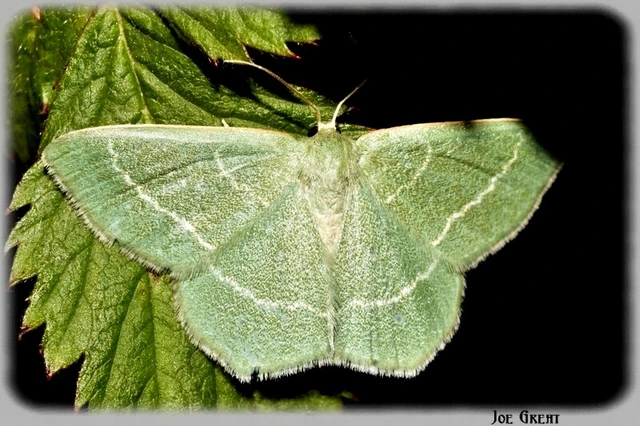 Chlorissa viridata - üdezöld araszoló