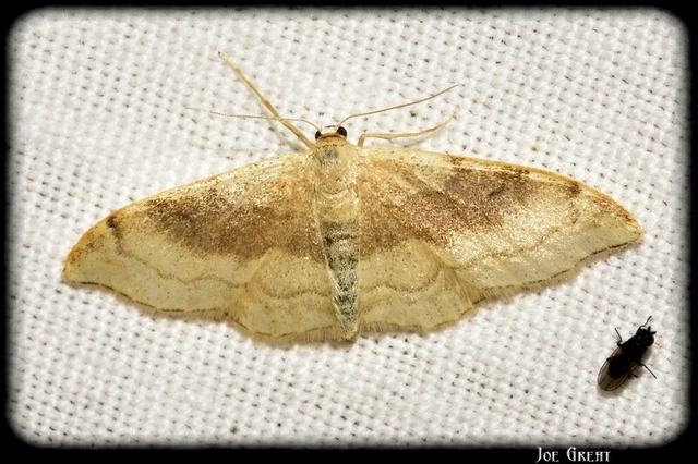 Idaea degeneraria - barnasávos araszoló