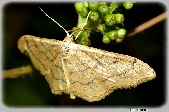 Idaea