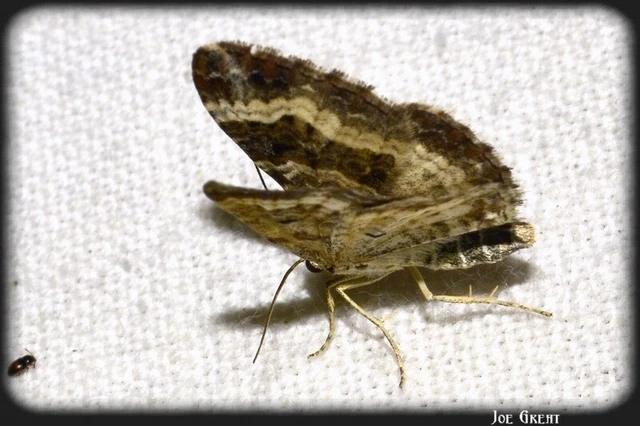Epirrhoe alternata - galaj-tarkaaraszoló
