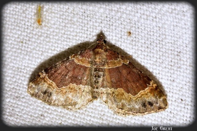 Xanthorhoe ferrugata - kerti tarkaaraszoló