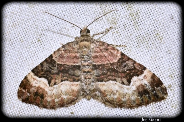 Xanthorhoe biriviata - kétsávos tarkaaraszoló