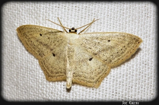 Scopula flaccidaria - alföldi sávosaraszoló