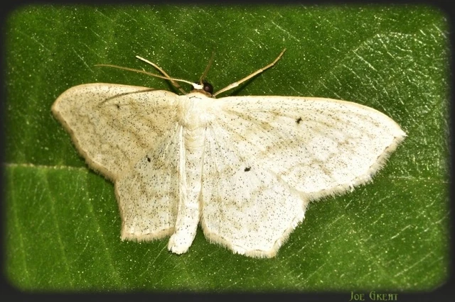 Scopula nigropunctata - feketepettyes araszoló
