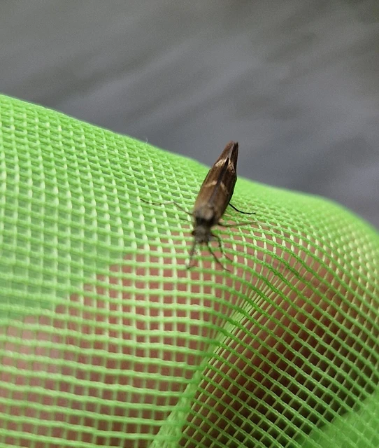 Trichoptera - Tegzesek