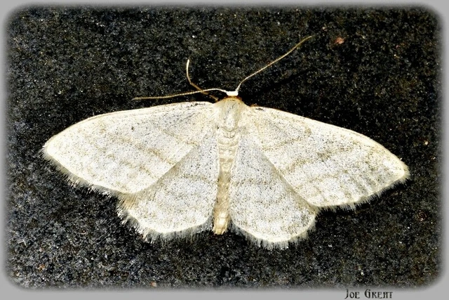 Idaea subsericeata - ötvonalas apróaraszoló