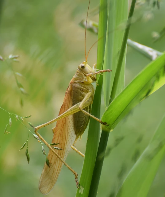 Tettigonia viridissima - zöld lombszöcske Tettigonia viridissima - zöld lombszöcske