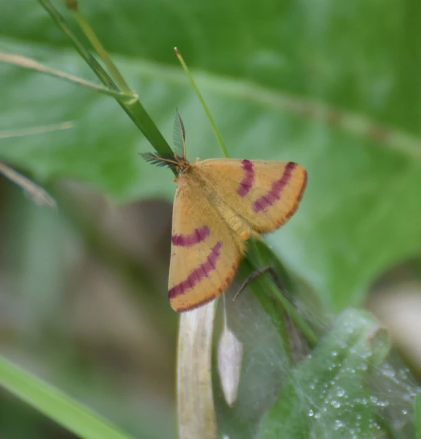 Lythria purpuraria - bíborsávos araszoló