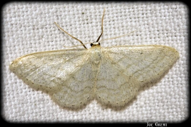 Idaea subsericeata - ötvonalas apróaraszoló