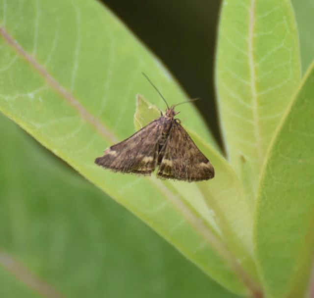 Pyrausta despicata - réti bíbormoly