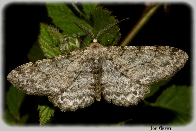Hypomecis punctinalis - pettyes faaraszoló