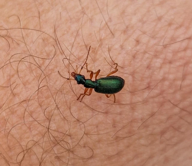 Drypta dentata - atlaszfutó