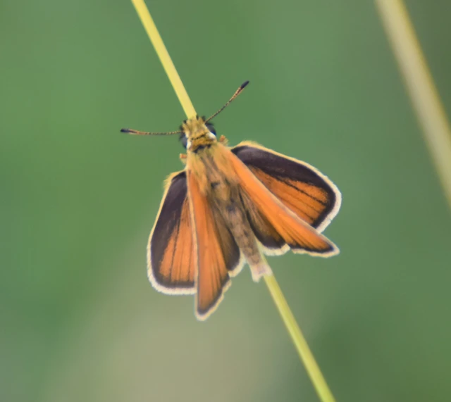 Thymelicus lineola - vonalas busalepke