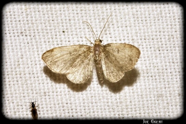 Pasiphila chloerata - hamvas törpearaszoló