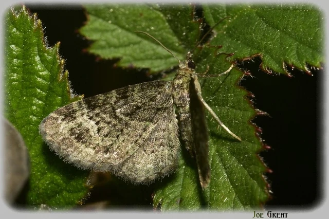 Pasiphila rectangulata - almavirág-araszoló