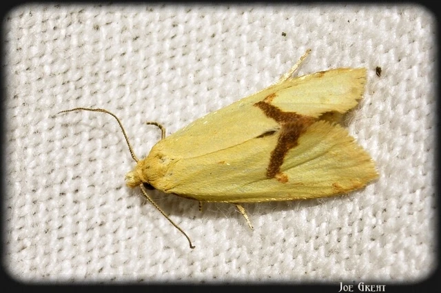 Agapeta hamana - közönséges sárgamoly
