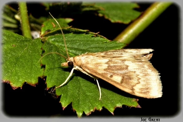Ostrinia nubilalis - kukoricamoly