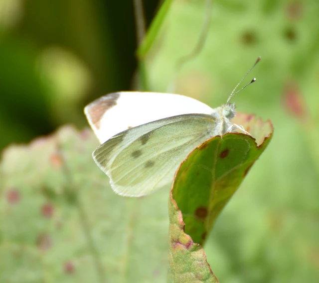 Pieris rapae - répalepke