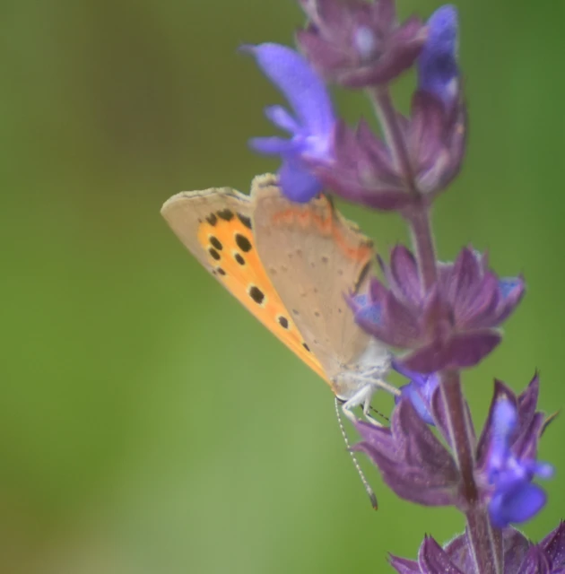 Lycaena phlaeas - közönséges tűzlepke Lycaena phlaeas - közönséges tűzlepke