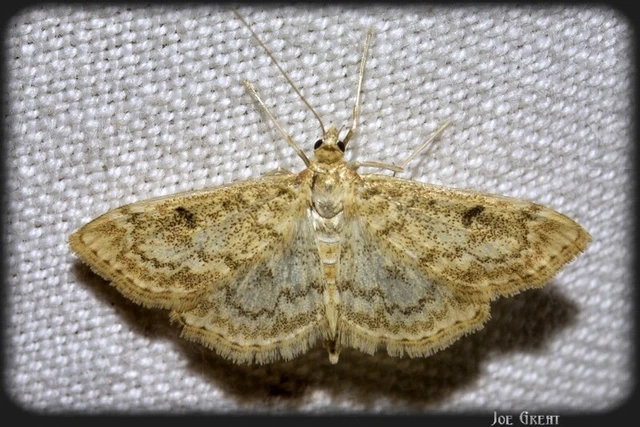 Anania perlucidalis - lápréti tűzmoly