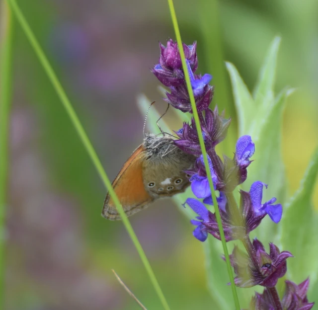 Coenonympha glycerion - közönséges szénalepke