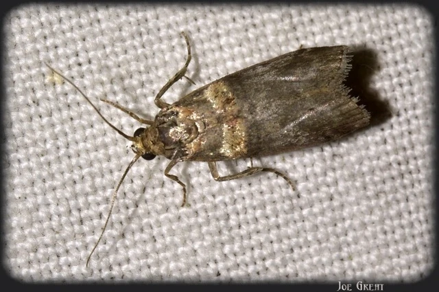 Trachonitis cristella - bokorrágó karcsúmoly