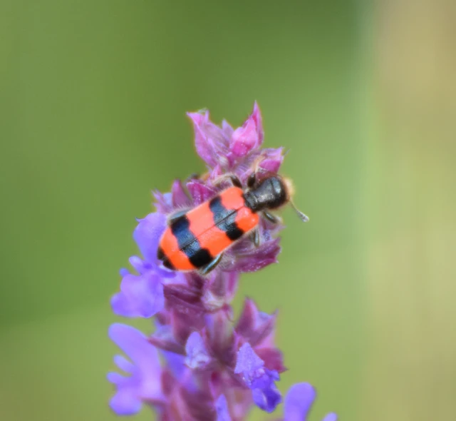 Trichodes apiarius - szalagos méhészbogár