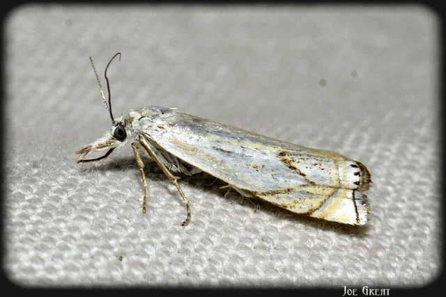 Crambus lathoniellus - mezei fűgyökérmoly