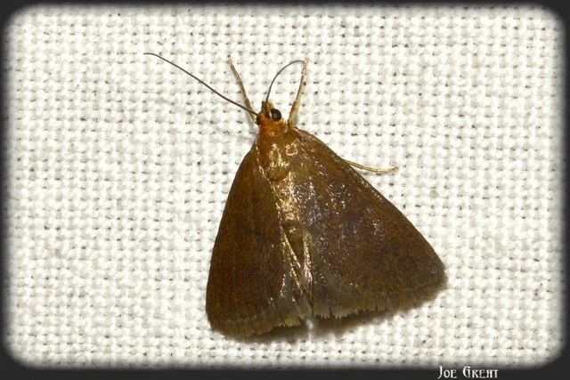 Evergestis aenealis - patinás dudvamoly