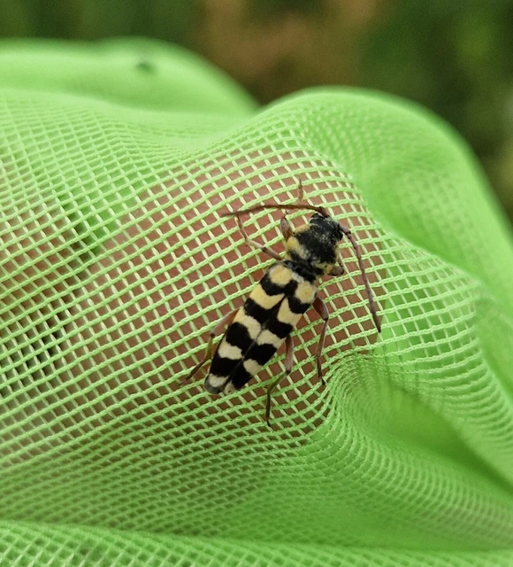 Echinocerus floralis - lucerna-darázscincér